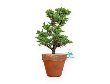 Cryptomeria Japonica - Japanese Cedar - 31 cm