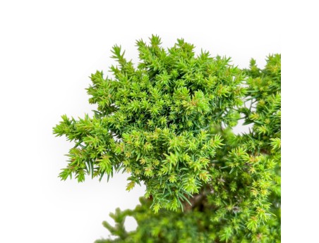 Cryptomeria Japonica - Cèdre Japonais - 31 cm