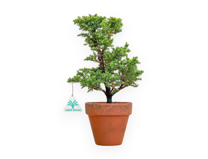 Cryptomeria Japonica - Cedro Giapponese - 31 cm