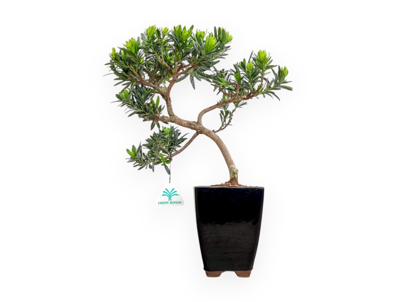 Podocarpus Macrophylla - Podocarpo - 37 cm