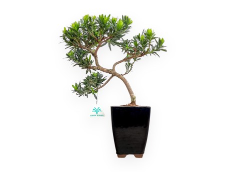 Podocarpus Macrophylla - Podocarpo - 37 cm