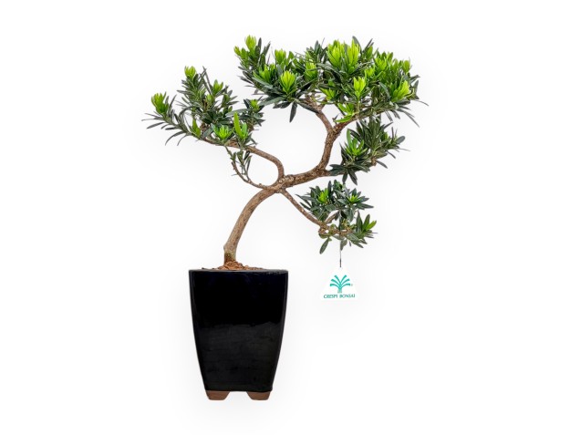 Podocarpus Macrophylla - Podocarpo - 37 cm