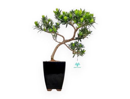 Podocarpus Macrophylla - Podocarpo - 37 cm