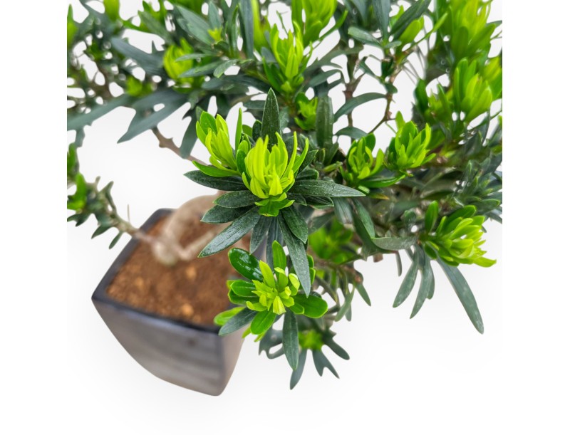 Podocarpus Macrophylla - Podocarpo - 37 cm