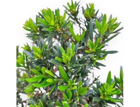 Podocarpus Macrophylla - Podocarpe - 37 cm