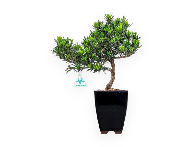 Podocarpus Macrophylla - Podocarpo - 37 cm