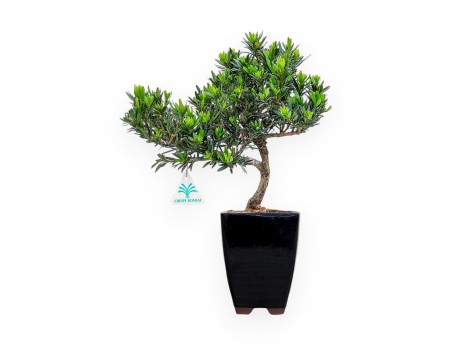 Podocarpus Macrophylla - Podocarpe - 37 cm