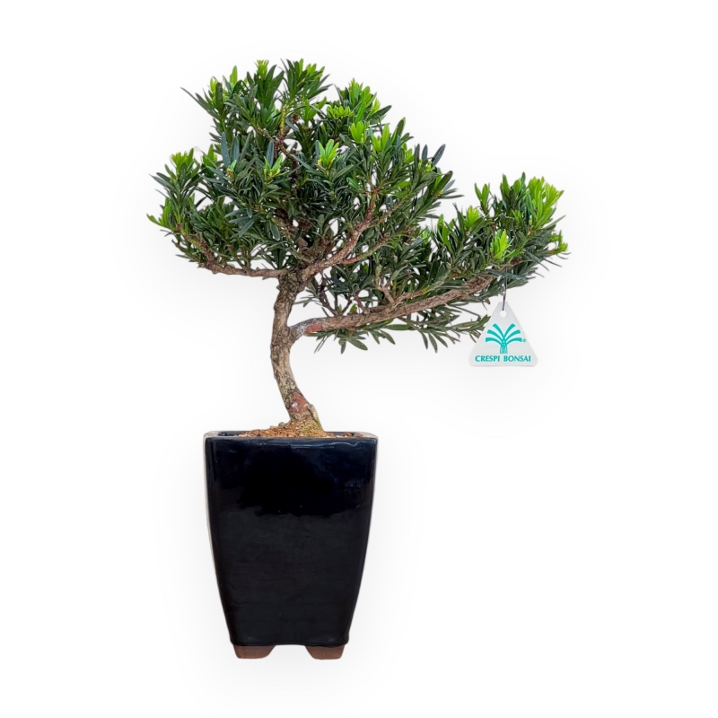 Podocarpus Macrophylla - Podocarpe - 37 cm