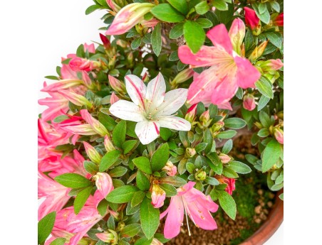 Rhododendron Indicum Kizuna - Azalée - 42 cm