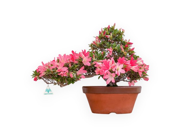 Rhododendron Indicum Kizuna - Azalea - 42 cm