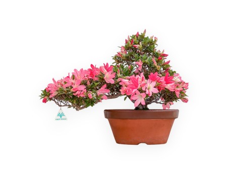 Rhododendron Indicum Kizuna - Azalea - 42 cm