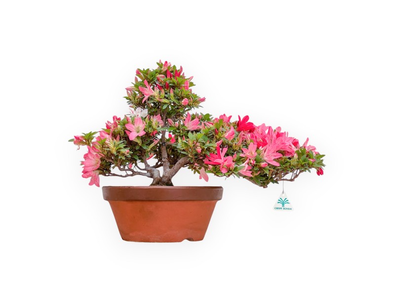 Rhododendron Indicum Kizuna - Azalea - 42 cm