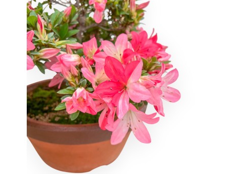 Rhododendron Indicum Kizuna - Azalea - 42 cm