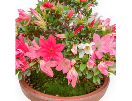 Rhododendron Indicum Kizuna - Azalea - 42 cm