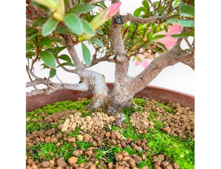 Rhododendron Indicum Kizuna - Azalea - 42 cm