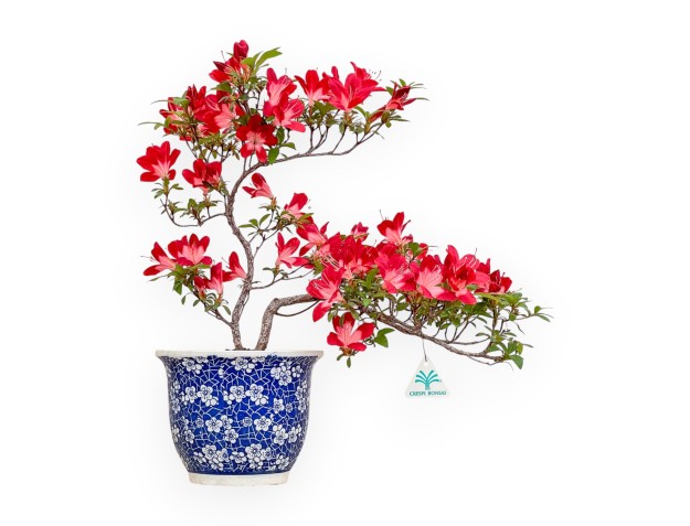 Rhododendron Indicum Kokkounobi - Azalea - 44 cm