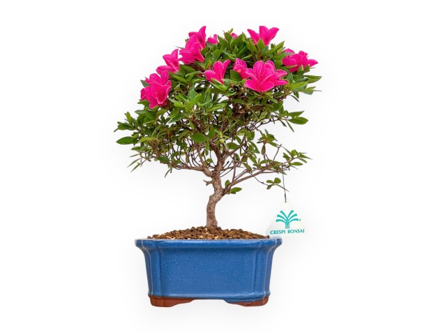 Rhododendron Indicum Hoshi No Kagayaki - Azalée - 30 cm