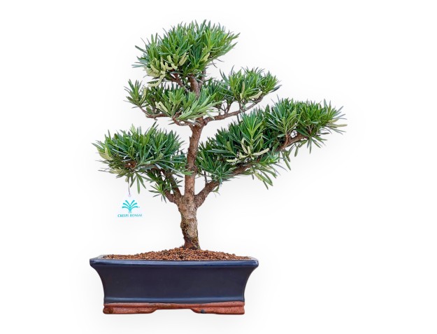 Podocarpus Macrophylla - Podocarpo - 44 cm