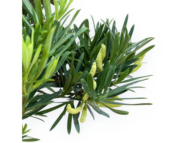 Podocarpus Macrophylla - Podocarp - 44 cm 2