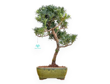 Podocarpus Macrophylla - Podocarp - 46 cm