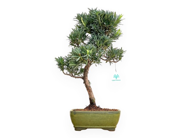 Podocarpus Macrophylla - Podocarpo - 46 cm