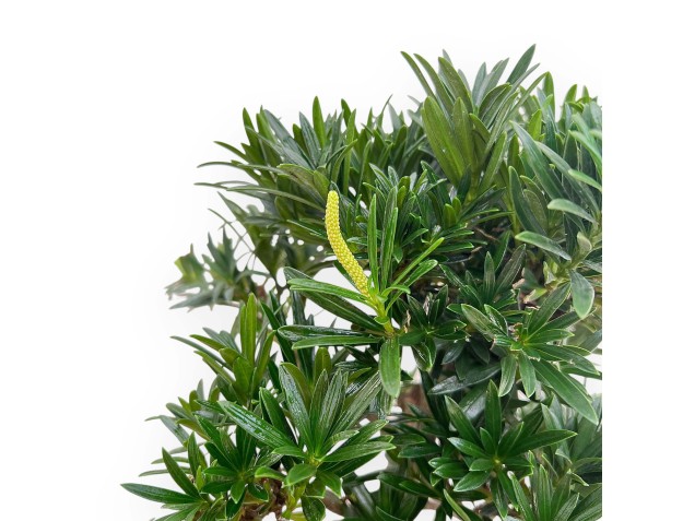 Podocarpus Macrophylla - Podokarp - 46 cm 2