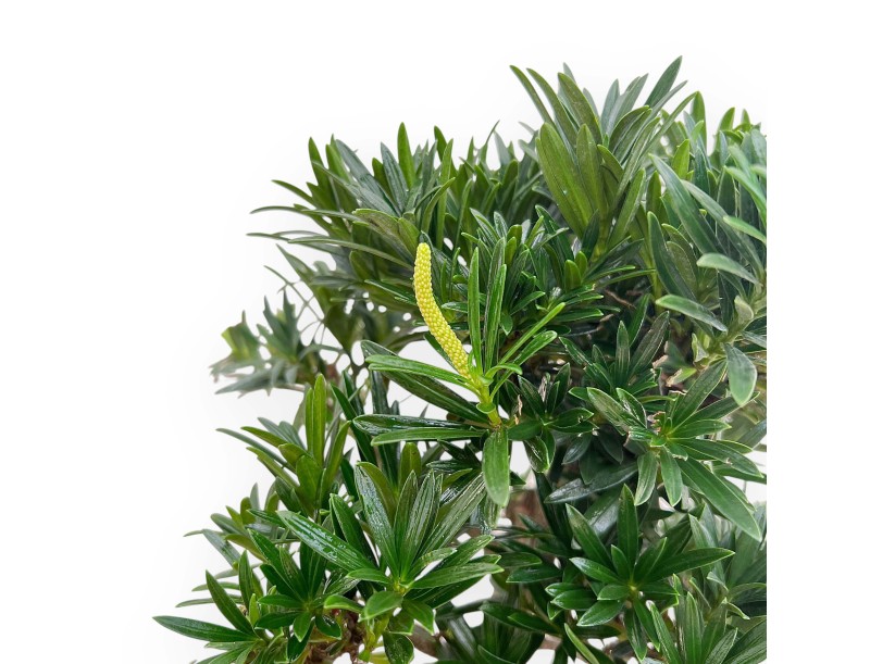 Podocarpus Macrophylla - Podokarp - 46 cm