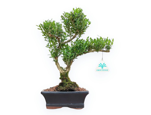 Buxus Harlandii - Boj - 34 cm