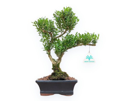 Buxus Harlandii - Buchsbaum - 34 cm