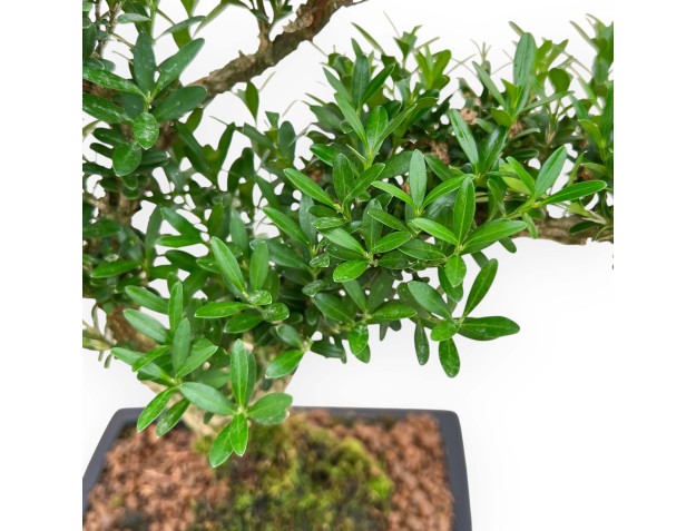 Buxus Harlandii - Boxwood - 34 cm 2