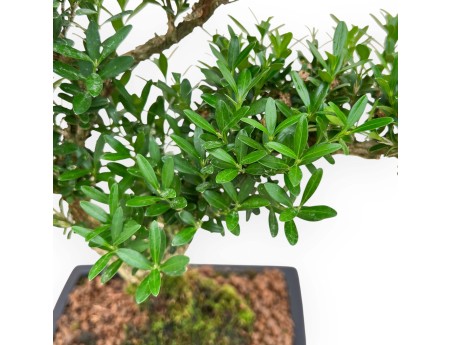 Buxus Harlandii - Buis - 34 cm