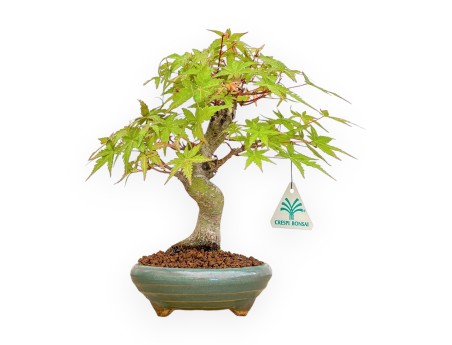 copy of Acer Palmatum Kocho no mai - Arce - 43 cm