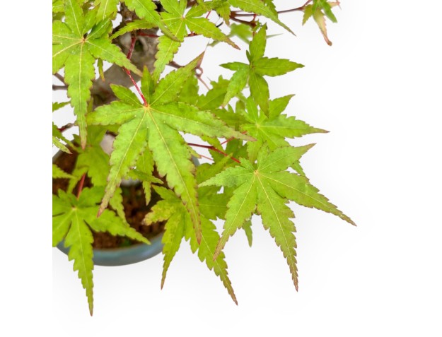 copy of Acer Palmatum Kocho no mai - Maple - 43 cm 2