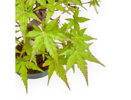 copy of Acer Palmatum Kocho no mai - Arce - 43 cm