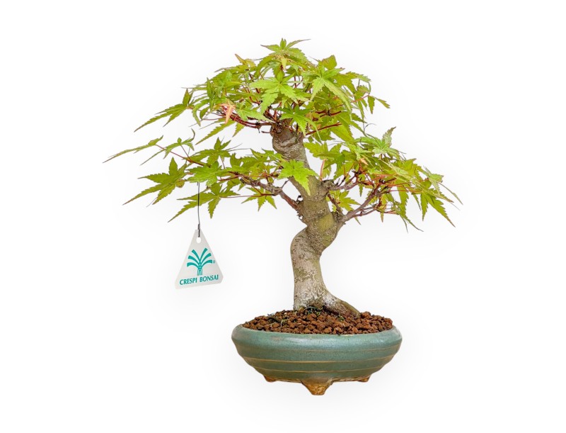 copy of Acer Palmatum Kocho no mai - Arce - 43 cm