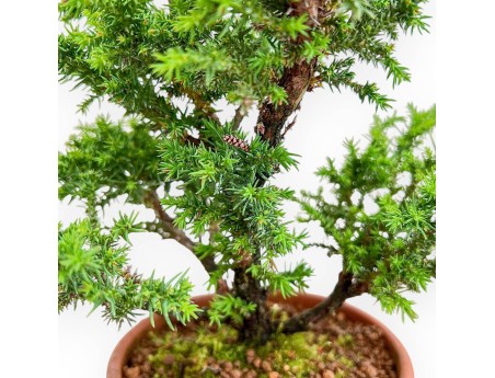 Cryptomeria Japonica - Japanese Cedar - 32 cm