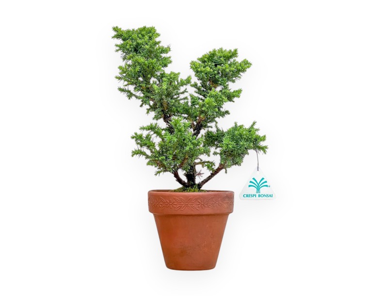 Cryptomeria japonica - Japanse ceder - 32 cm