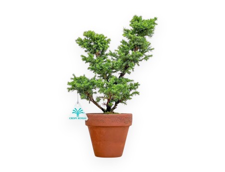Cryptomeria Japonica – Japanische Zeder – 32 cm