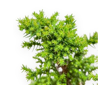 Cryptomeria Japonica - Cedro Giapponese - 32 cm