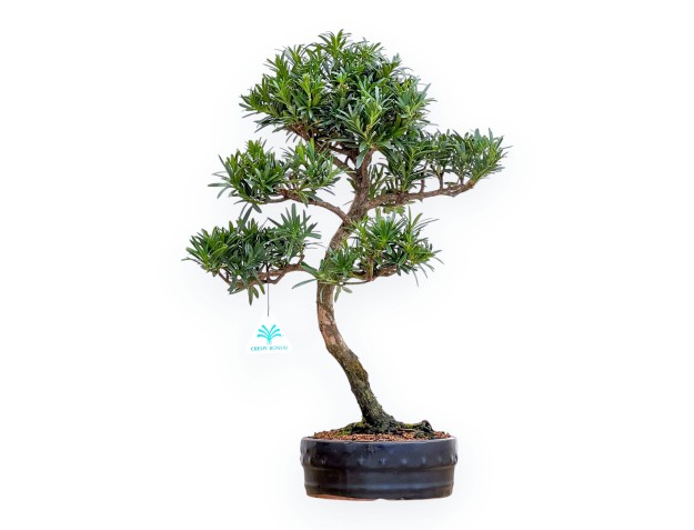 Podocarpus Macrophylla - Podocarpo - 48 cm