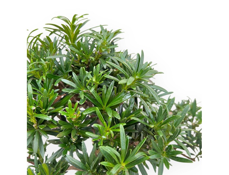 Podocarpus Macrophylla - Podocarp - 48 cm