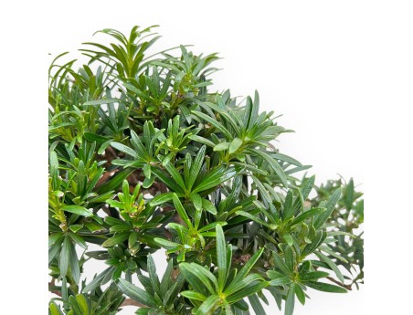 Podocarpus Macrophylla - Podocarpo - 48 cm