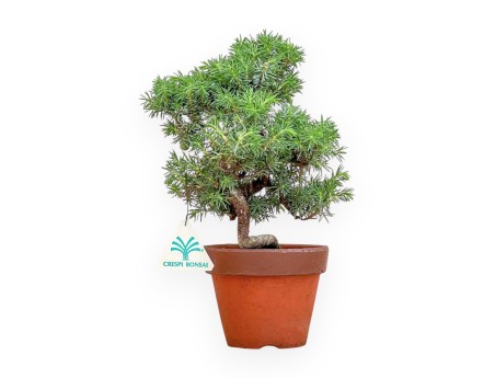 Juniperus Rigida - Ginepro - 27 cm