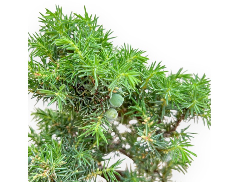 Juniperus Rigida - Juniper - 27 cm