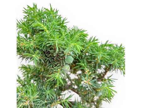 Juniperus Rigida - Enebro - 27 cm