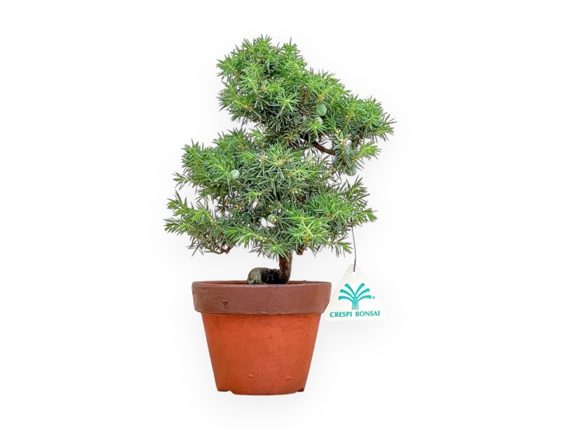 Juniperus Rigida - Ginepro - 27 cm
