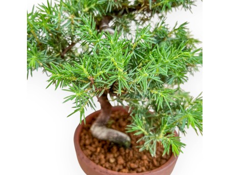 Juniperus Rigida - Juniper - 27 cm