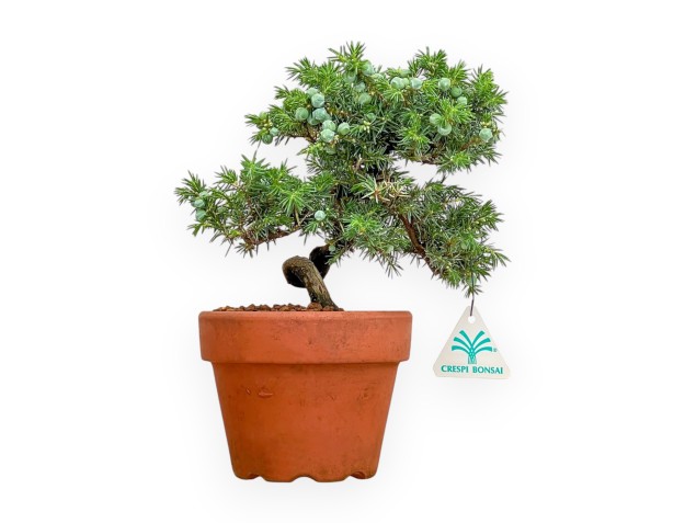 Juniperus Rigida - Genévrier - 26 cm