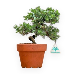 Juniperus Rigida - Wacholder - 26 cm