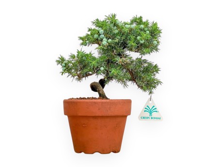 Juniperus Rigida - Genévrier - 26 cm